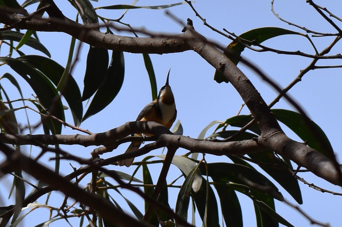 Eastern Spinebill - ML611801997