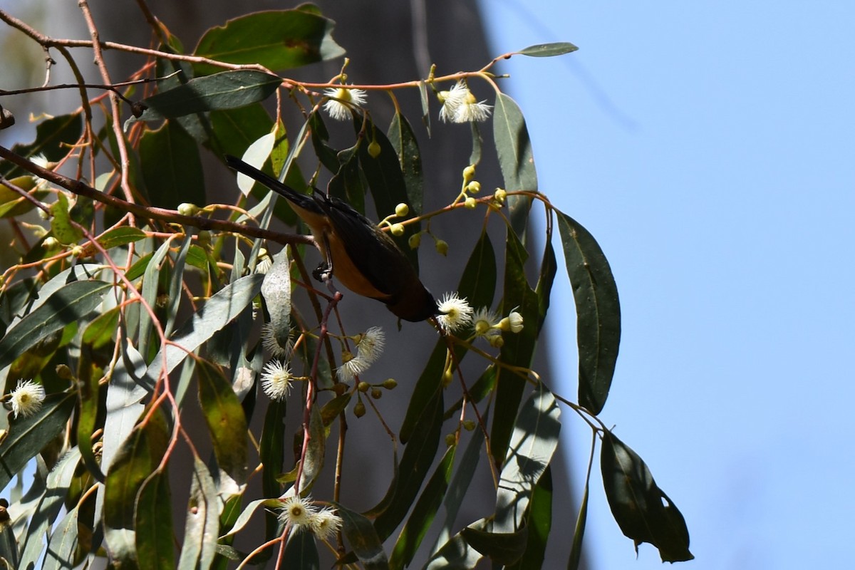Eastern Spinebill - ML611801998
