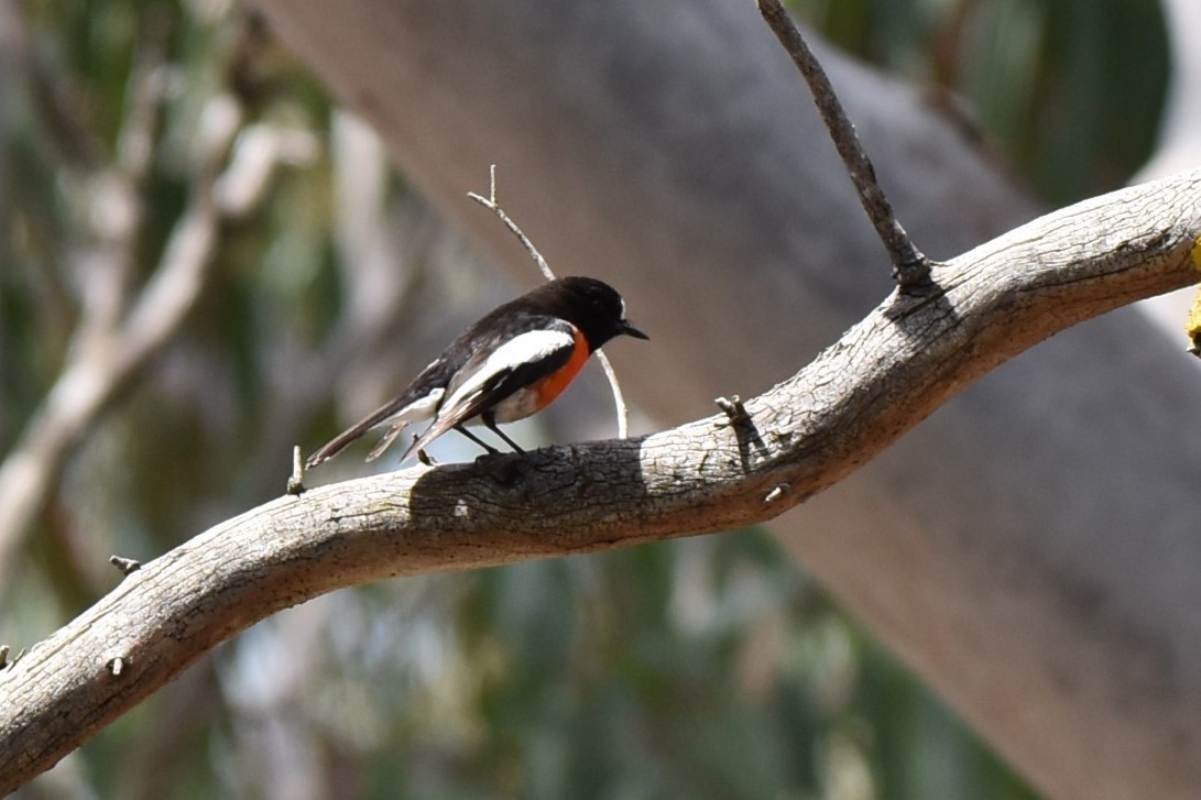 Scarlet Robin - ML611802034