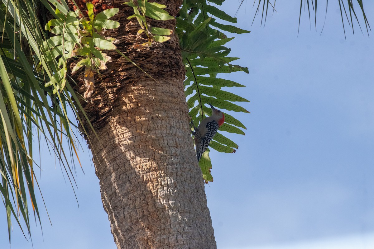 Red-bellied Woodpecker - David Wetzel