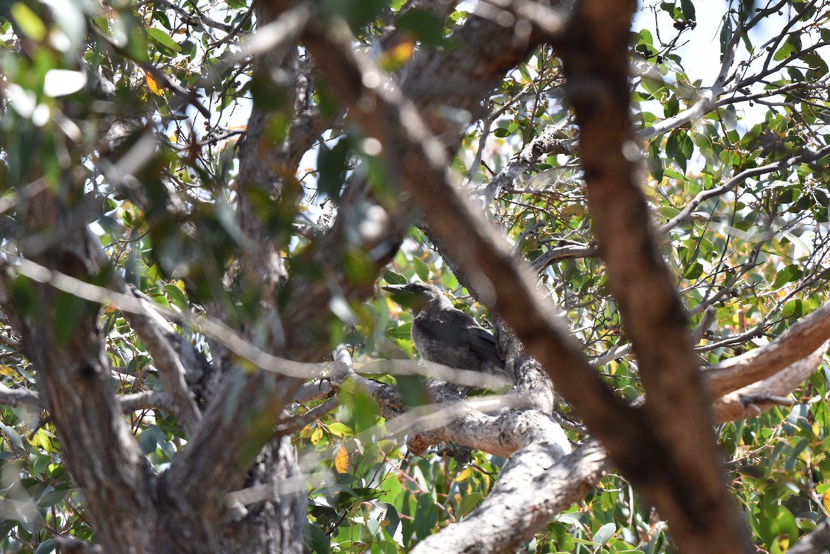 Gray Currawong - ML611802055