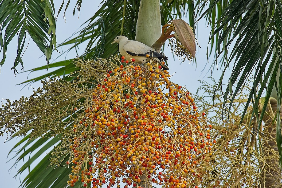 Torresian Imperial-Pigeon - ML611802102