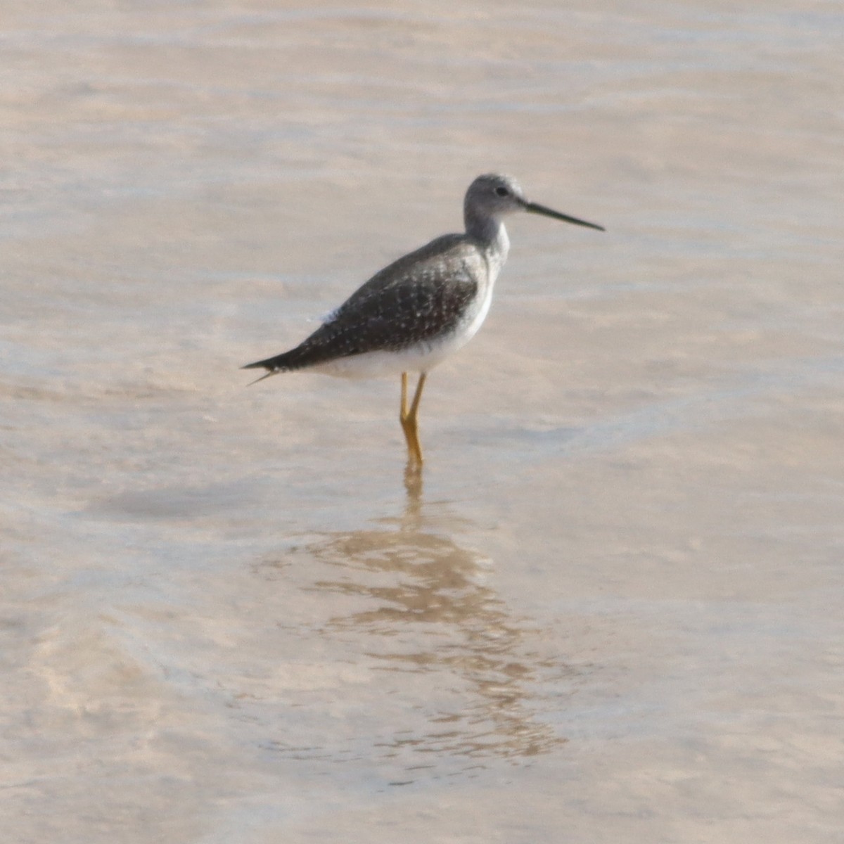 Greater Yellowlegs - ML611802137