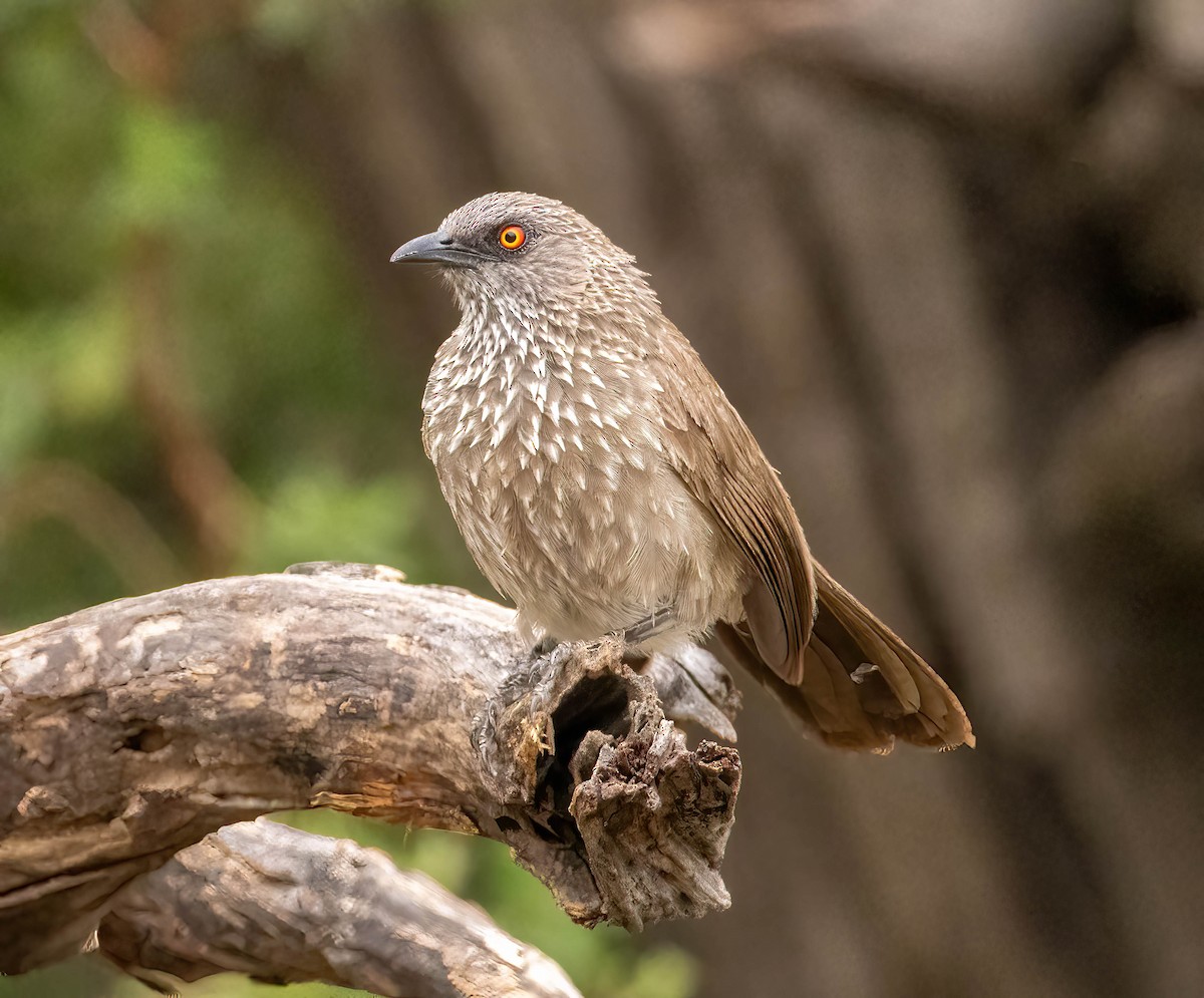 Arrow-marked Babbler - ML611802185