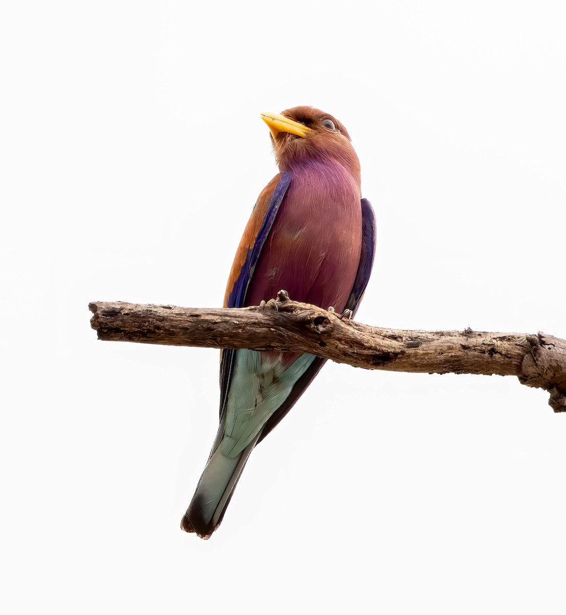 Broad-billed Roller - ML611802225