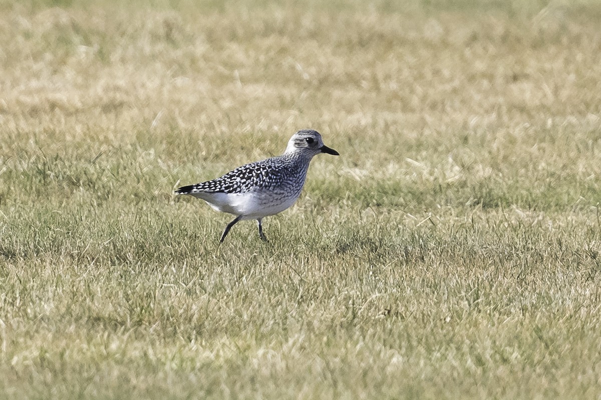 Black-bellied Plover - ML611802243