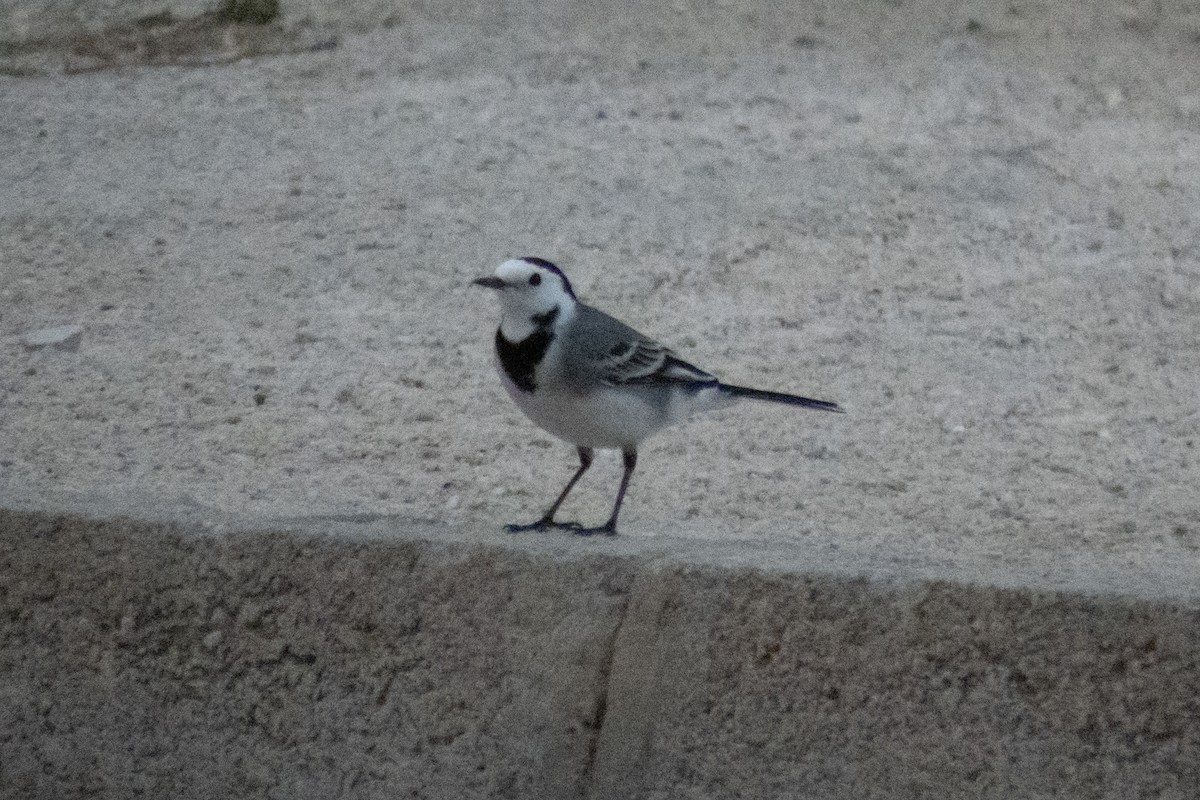 White Wagtail - ML611802284