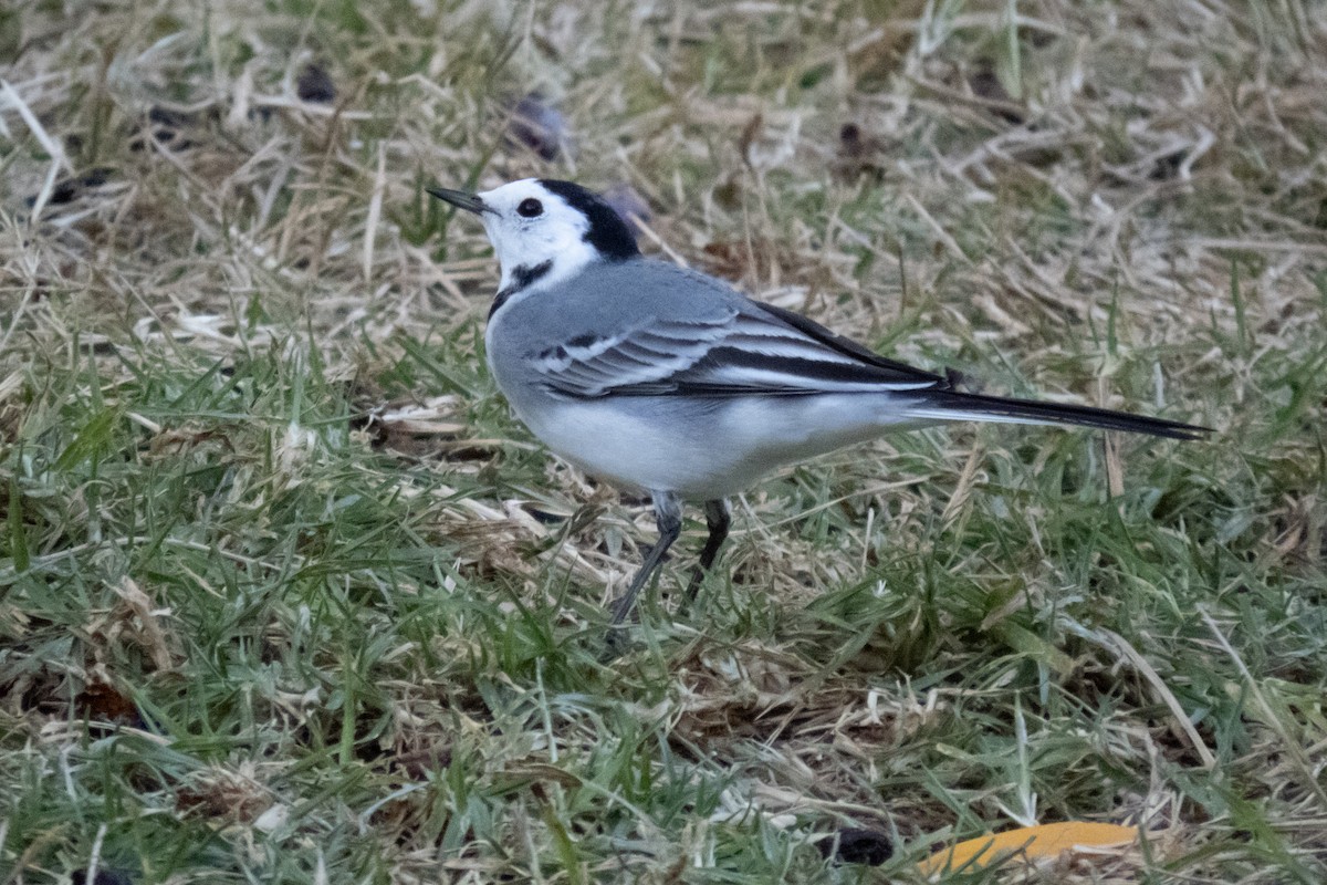 White Wagtail - ML611802285
