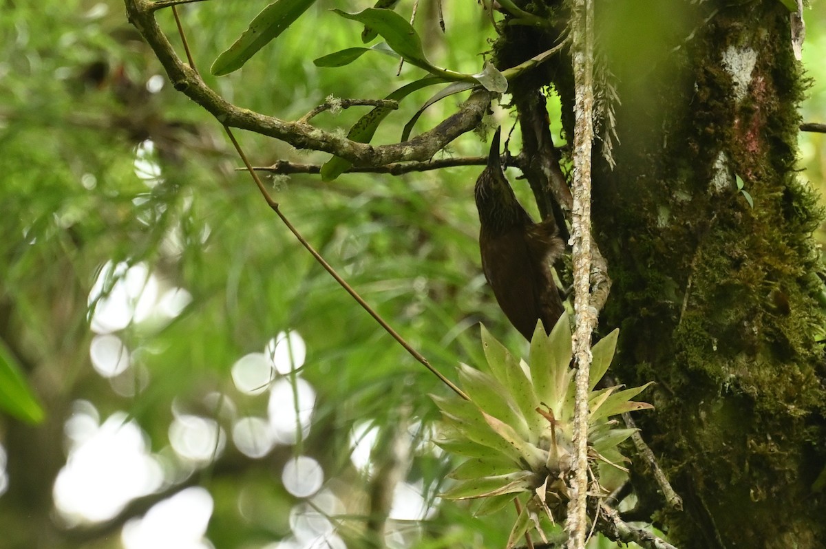 Strong-billed Woodcreeper - ML611802286
