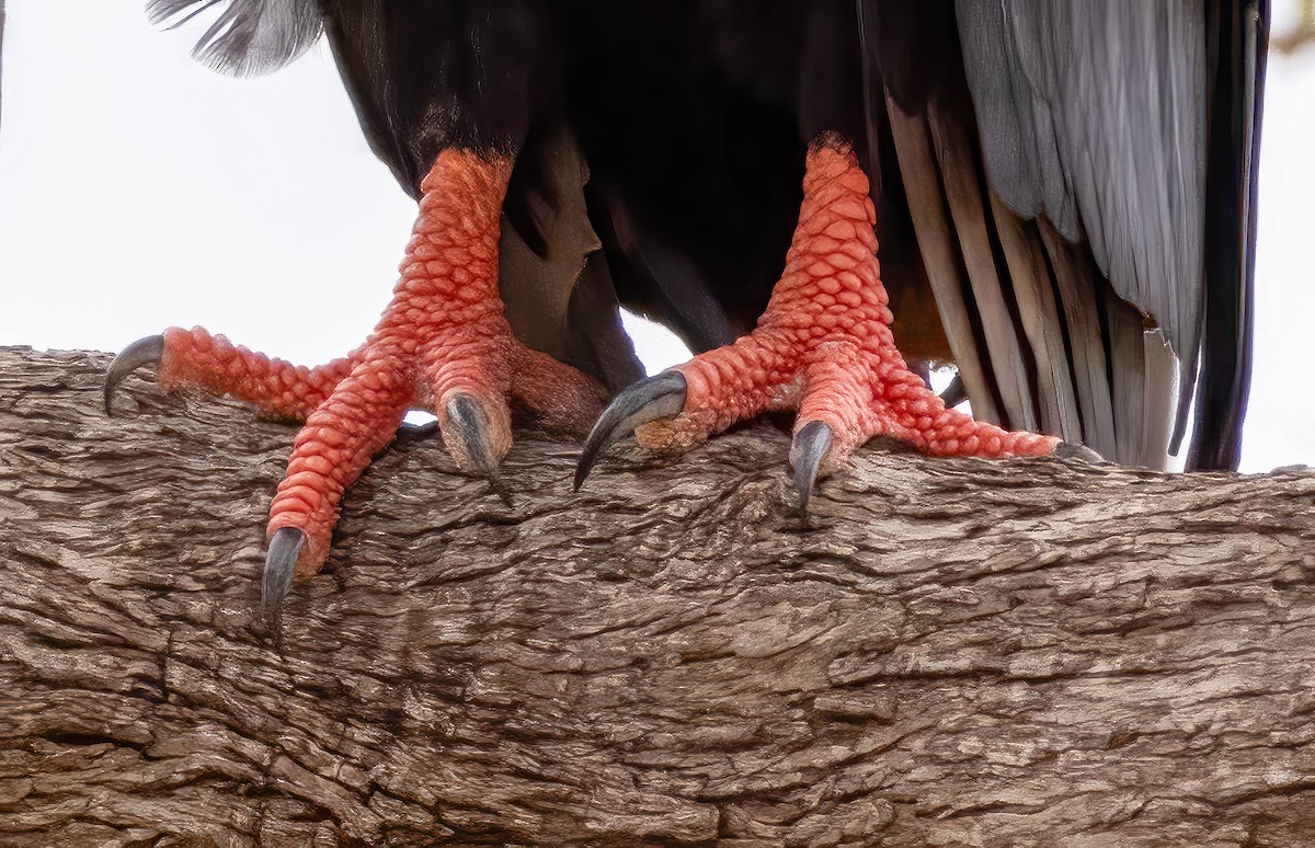 Bateleur - ML611802289