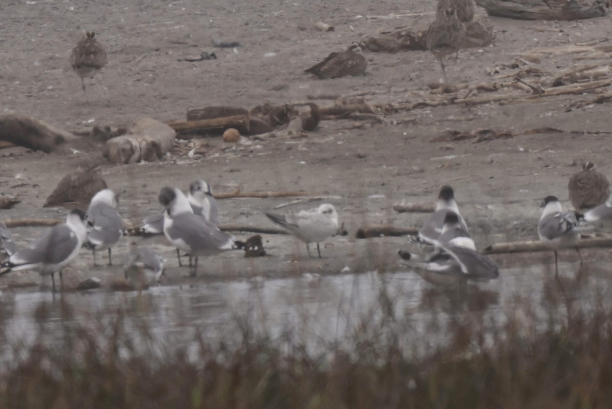 Gull-billed Tern - ML611802303