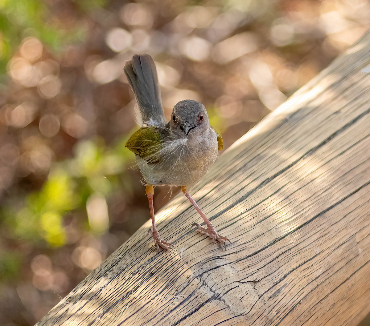 Green-backed Camaroptera - Mark Abdy