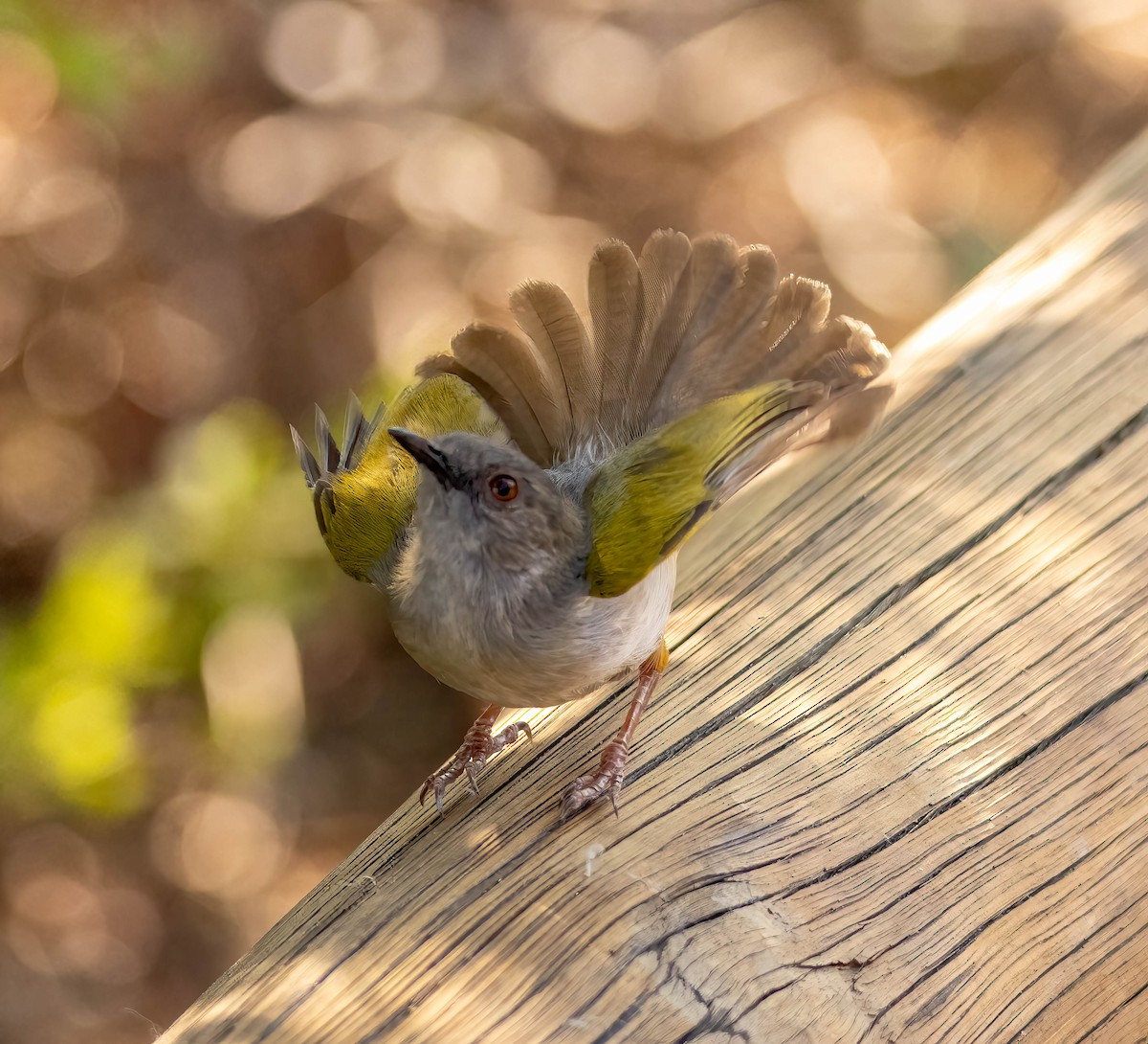 Green-backed Camaroptera - ML611802346