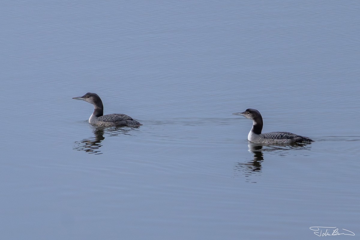 Common Loon - ML611802390