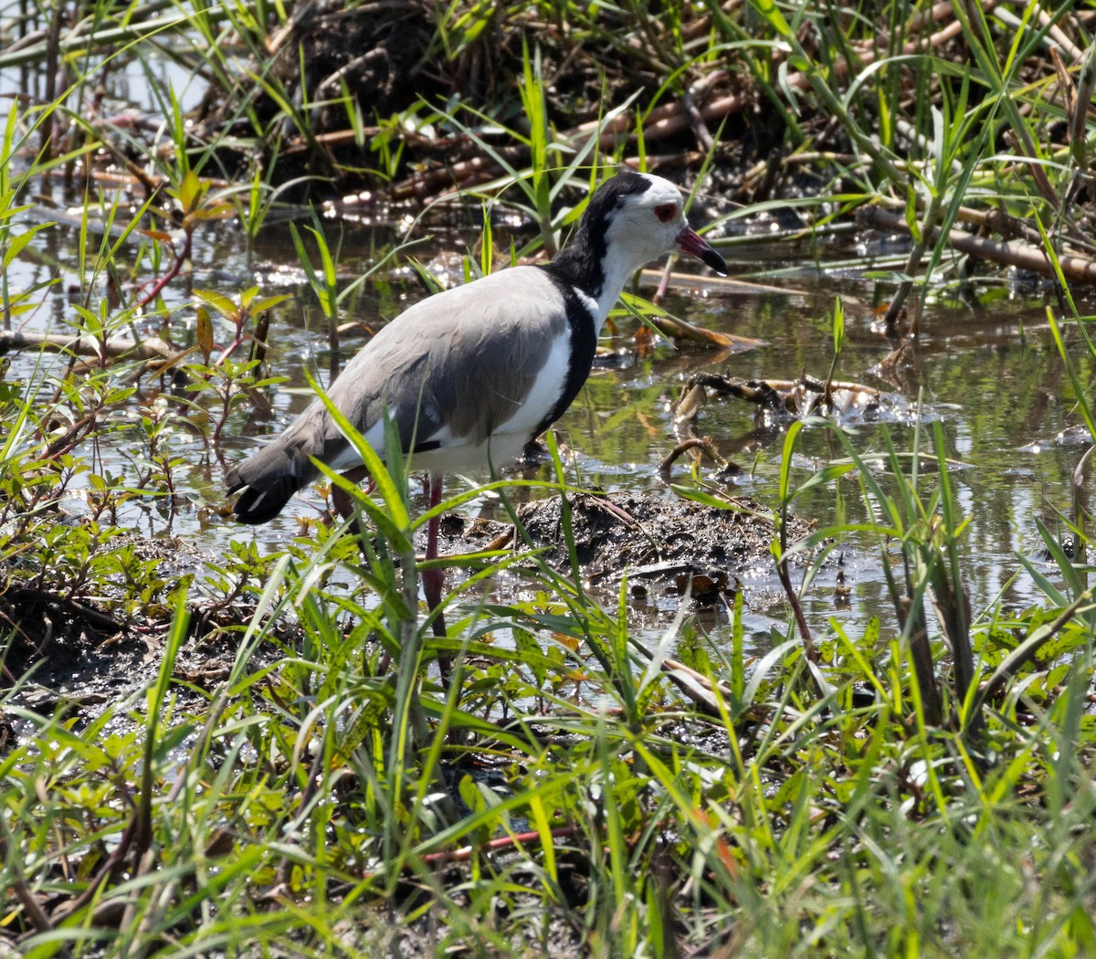 Long-toed Lapwing - ML611802399