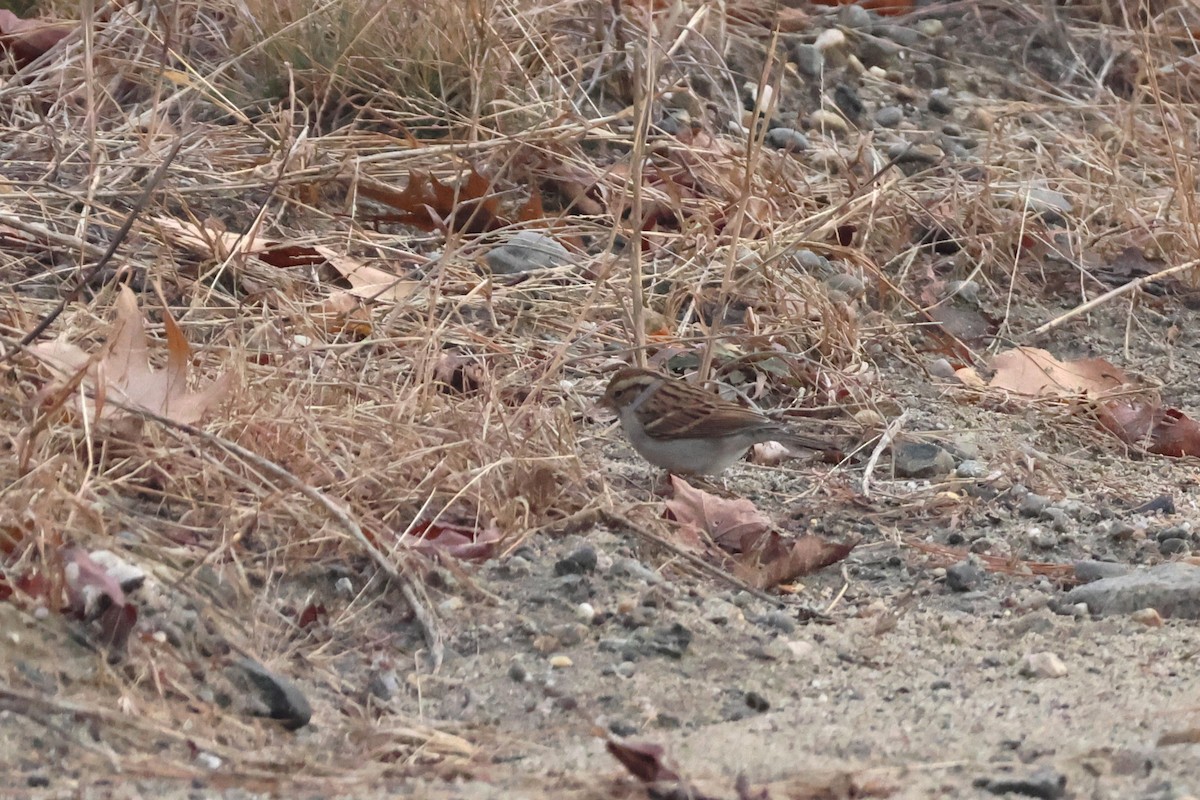 Chipping Sparrow - ML611802405