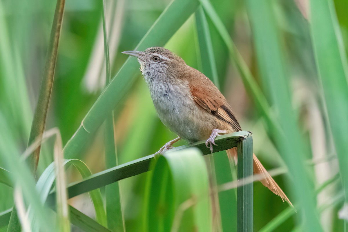 Sulphur-bearded Reedhaunter - Raphael Kurz -  Aves do Sul