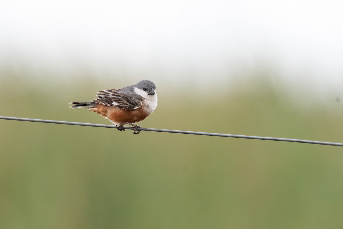 Marsh Seedeater - Raphael Kurz -  Aves do Sul