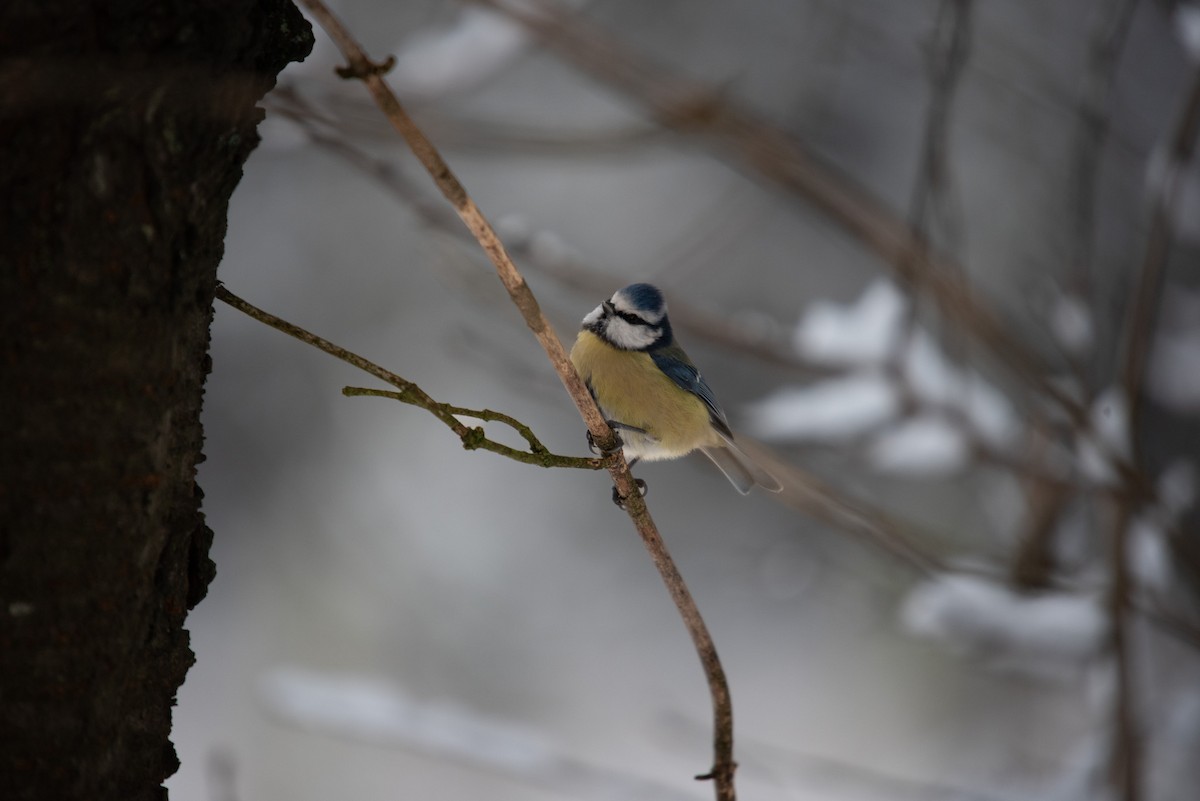 Eurasian Blue Tit - ML611802441