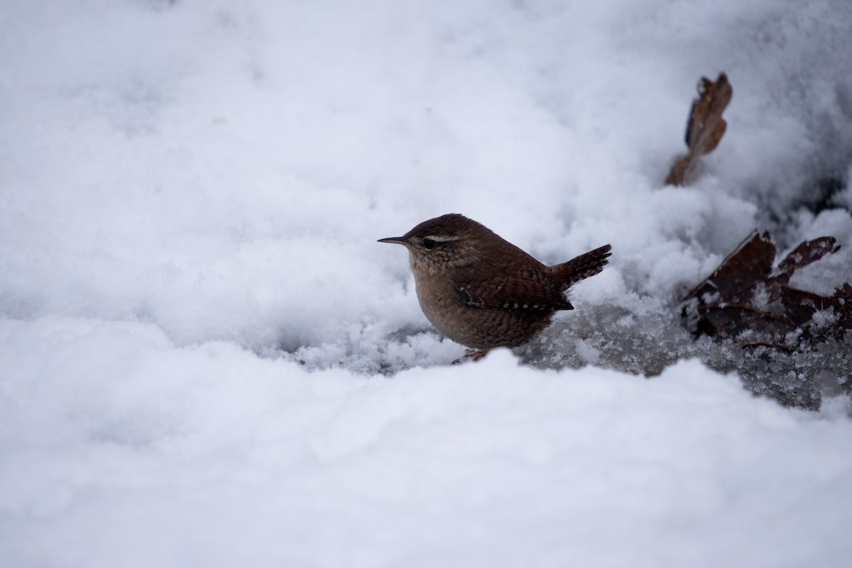 Eurasian Wren - John Hutchison