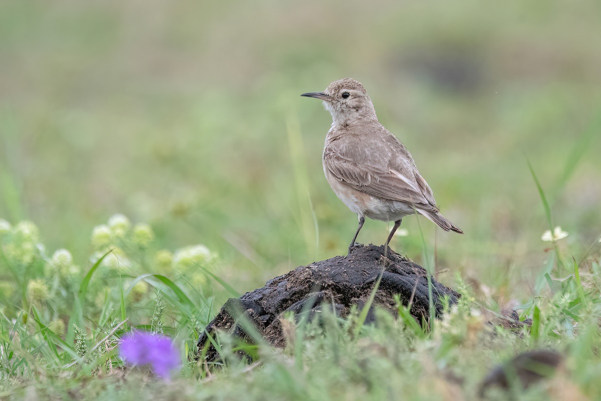 Common Miner - Raphael Kurz -  Aves do Sul