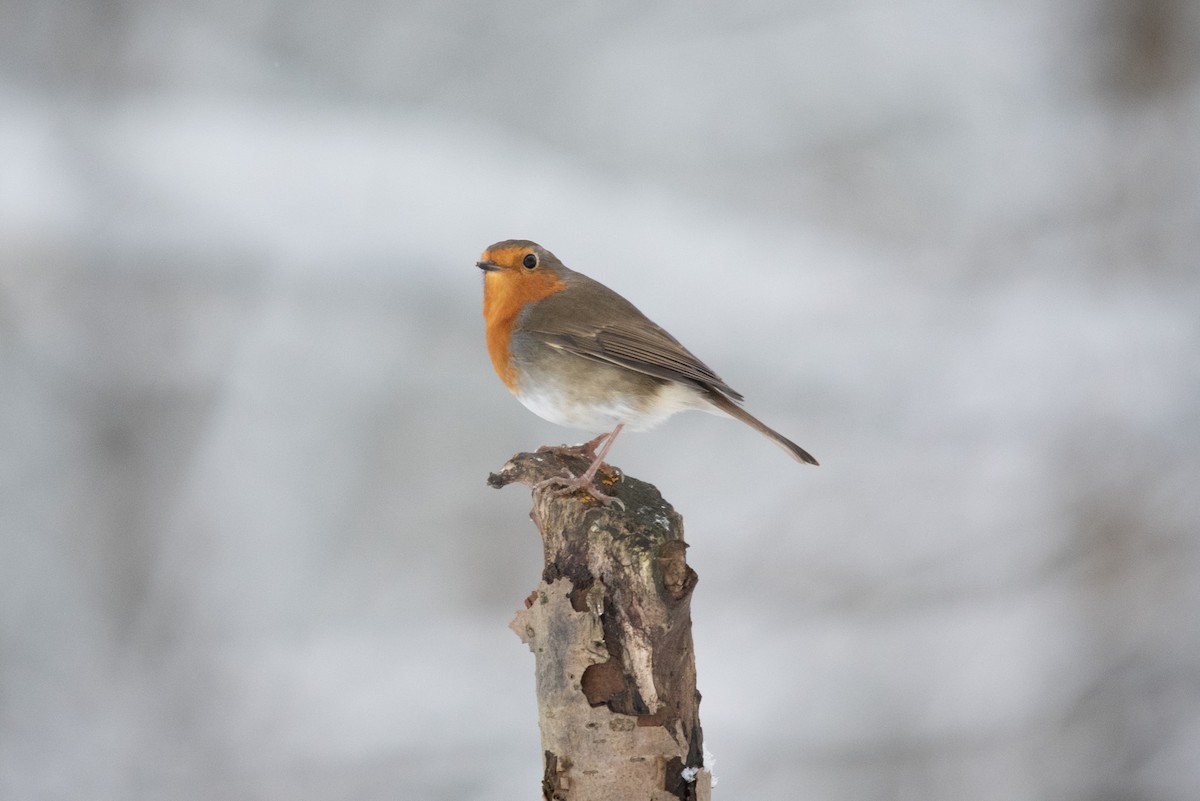 European Robin - John Hutchison