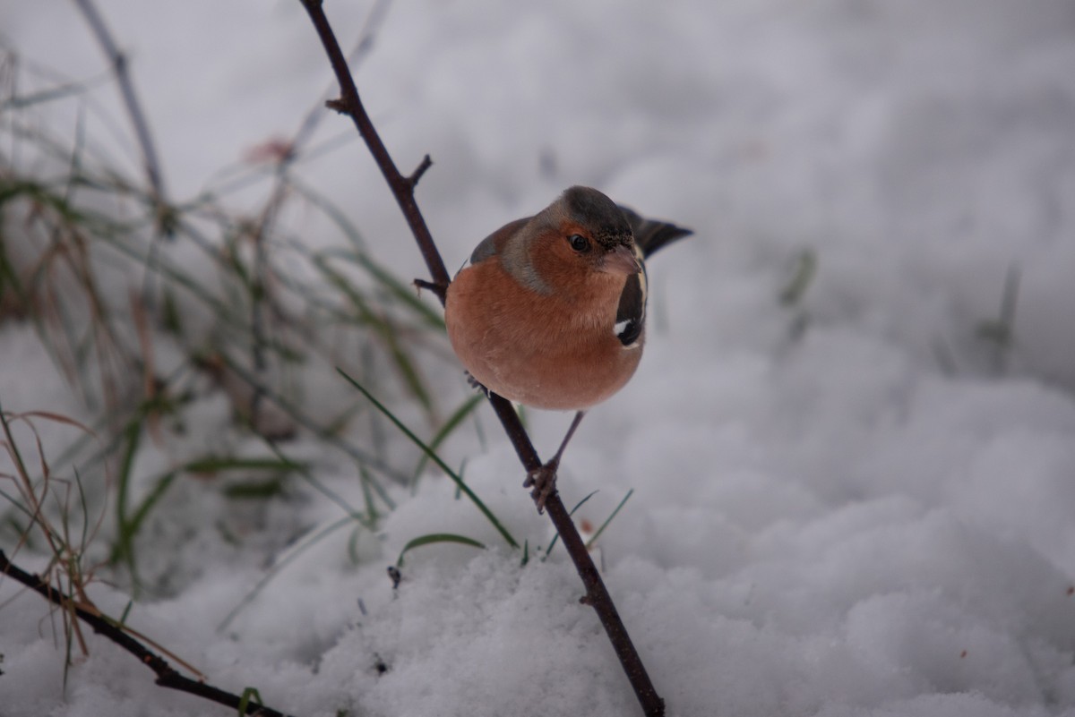 Common Chaffinch - John Hutchison