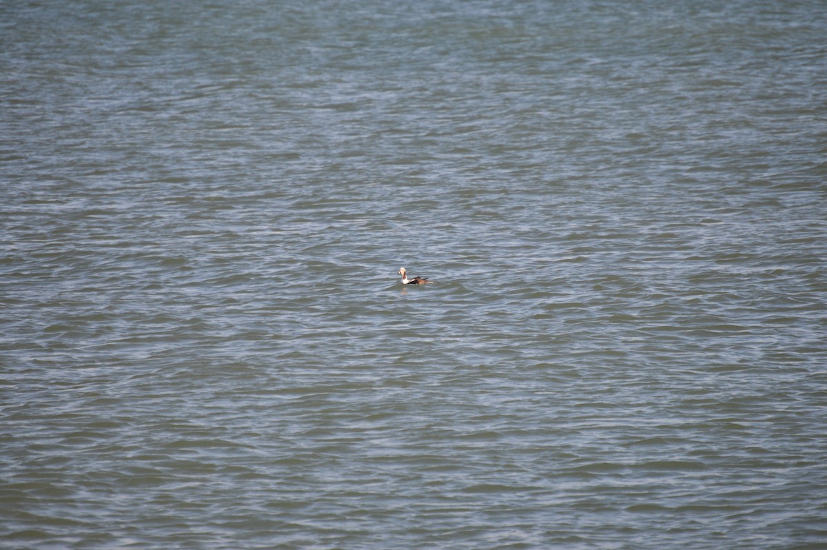 Long-tailed Duck - ML611802487