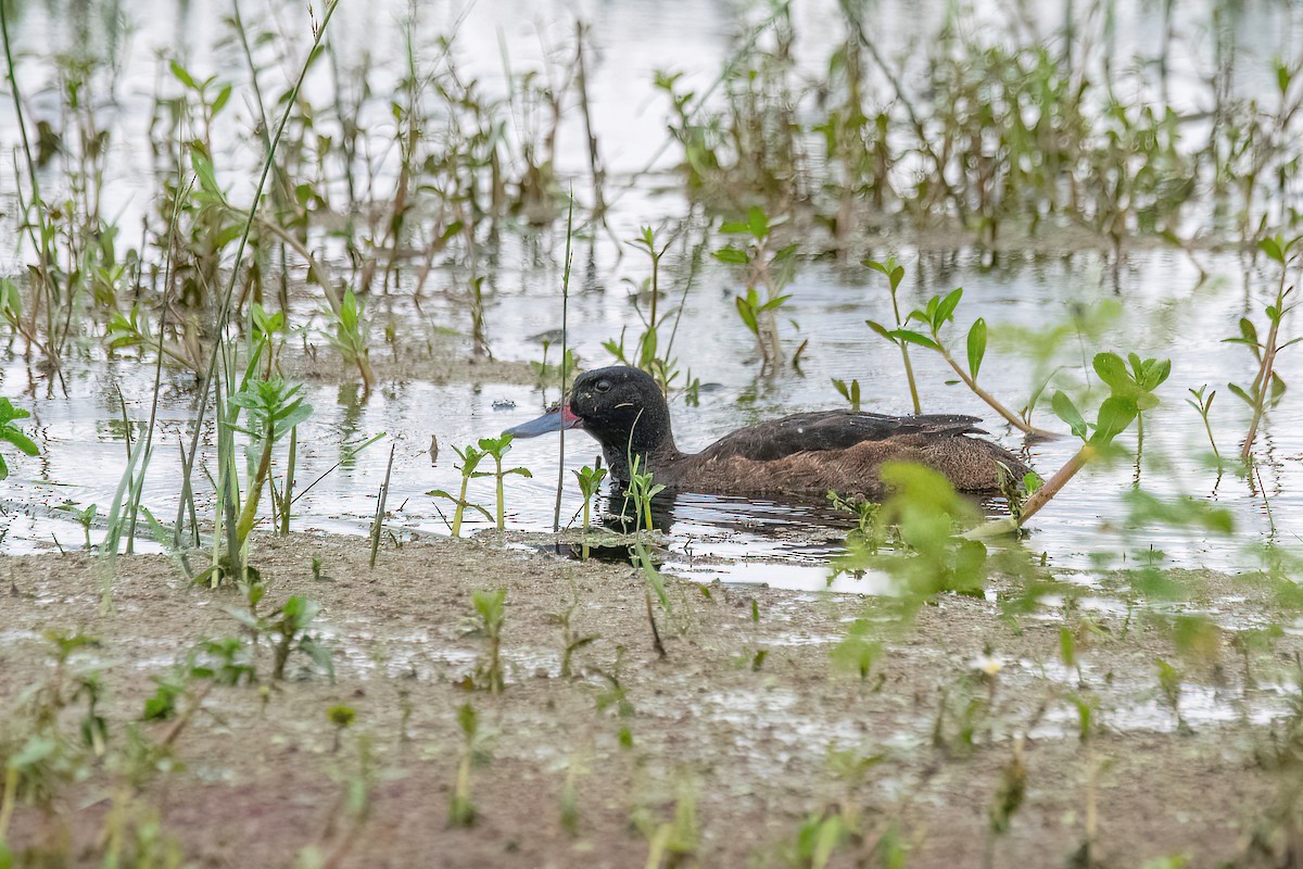 Black-headed Duck - Raphael Kurz -  Aves do Sul