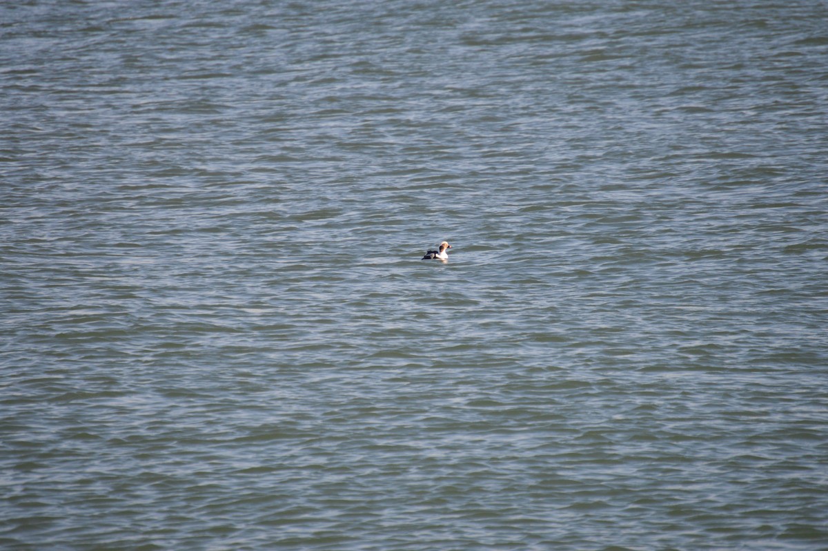 Long-tailed Duck - ML611802503
