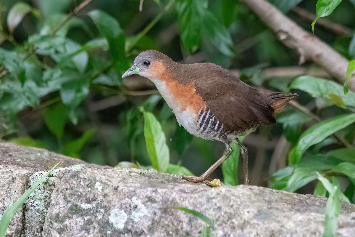 Rufous-sided Crake - ML611802520