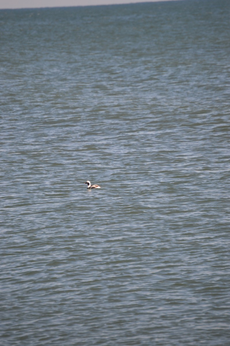 Long-tailed Duck - ML611802525