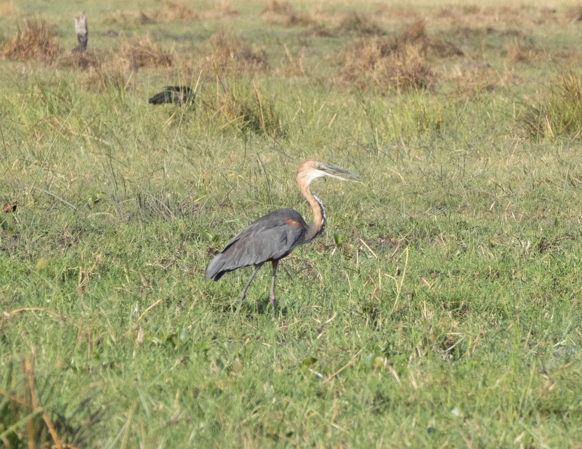 Goliath Heron - ML611802549