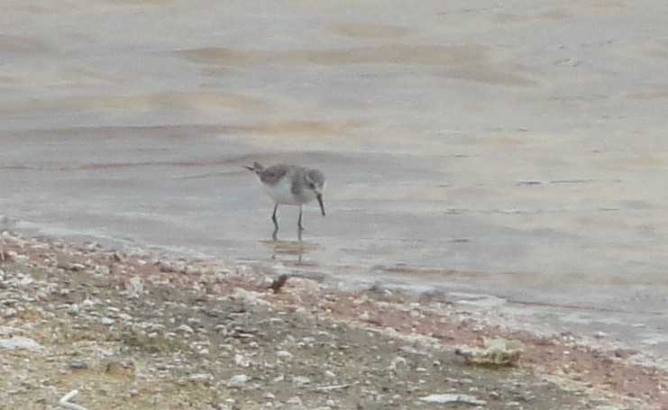 Western Sandpiper - ML611802587