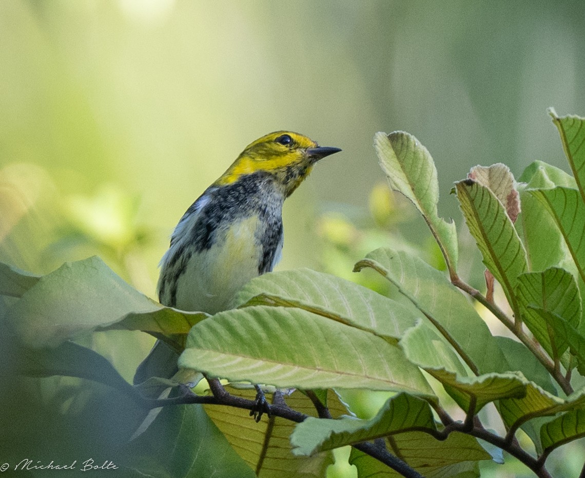 Black-throated Green Warbler - Michael Bolte