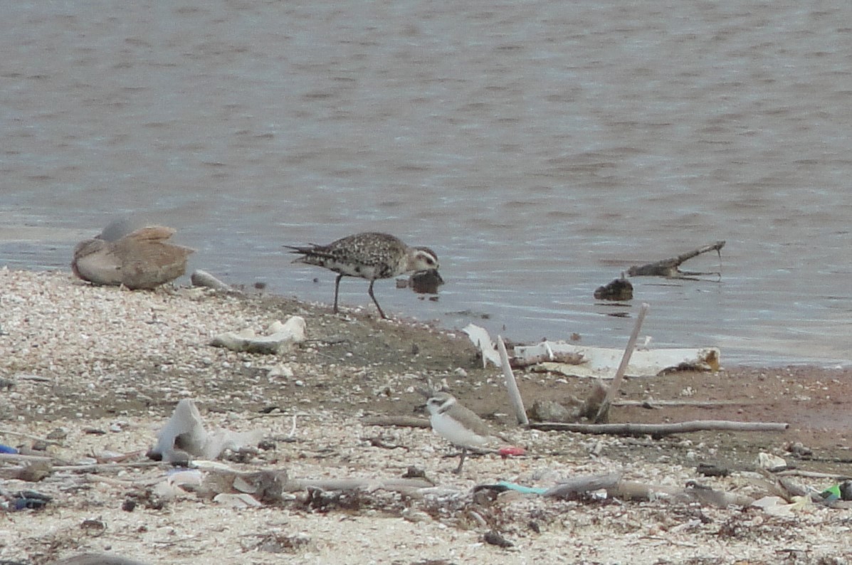 Snowy Plover - ML611802621