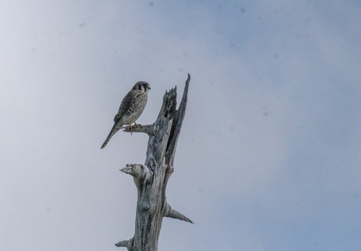 American Kestrel - ML611802627