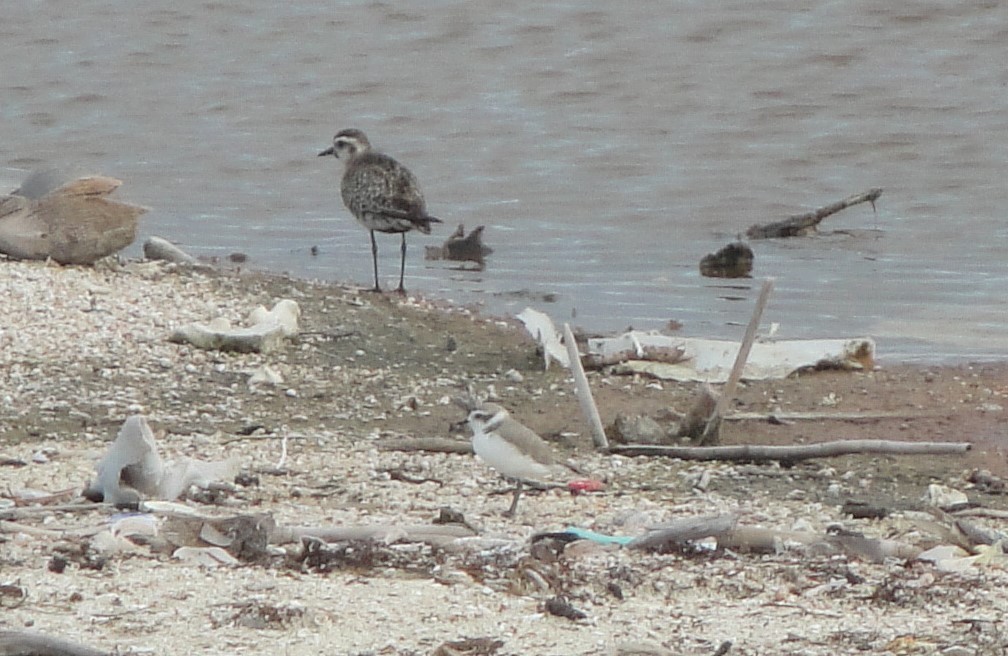 Snowy Plover - ML611802648