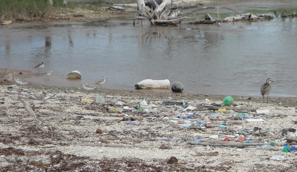 Snowy Plover - ML611802712