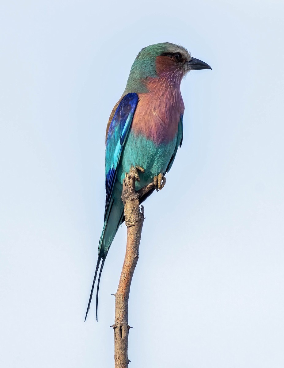 Lilac-breasted Roller - ML611802760