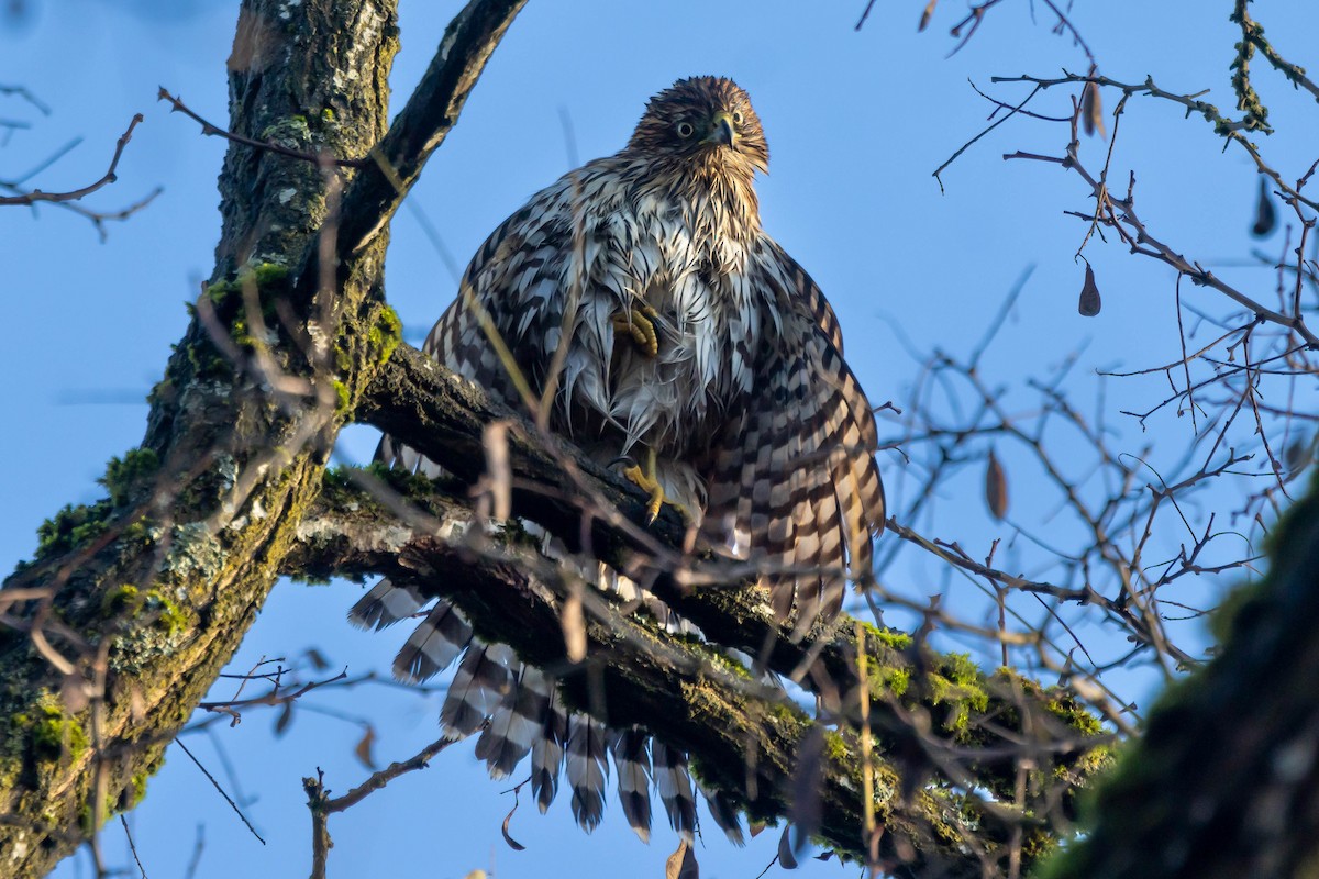 Cooper's Hawk - ML611802782