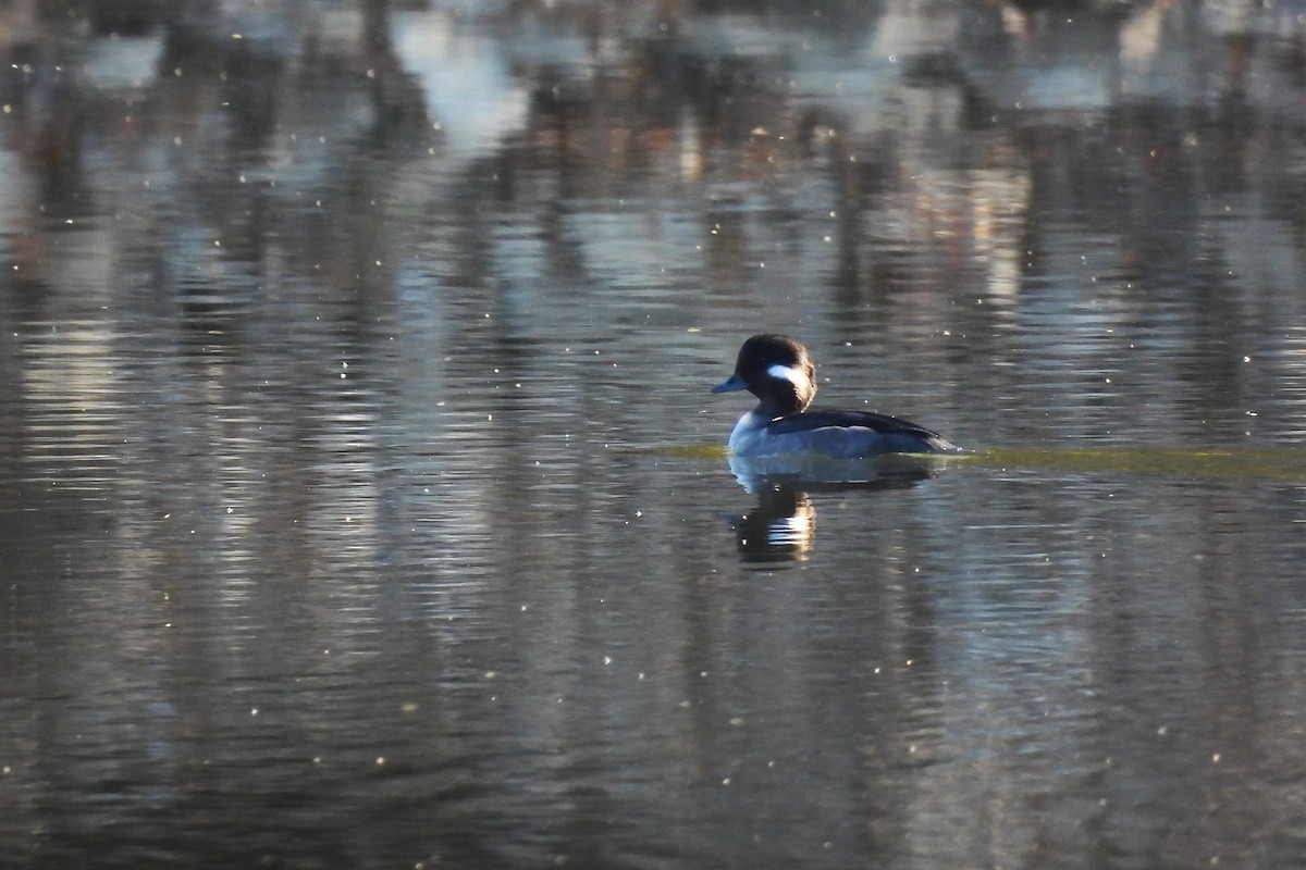 Bufflehead - ML611802845