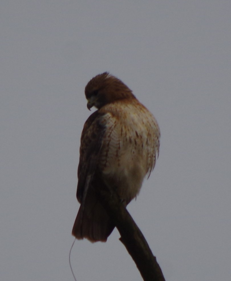 Red-tailed Hawk - Jack Blocker