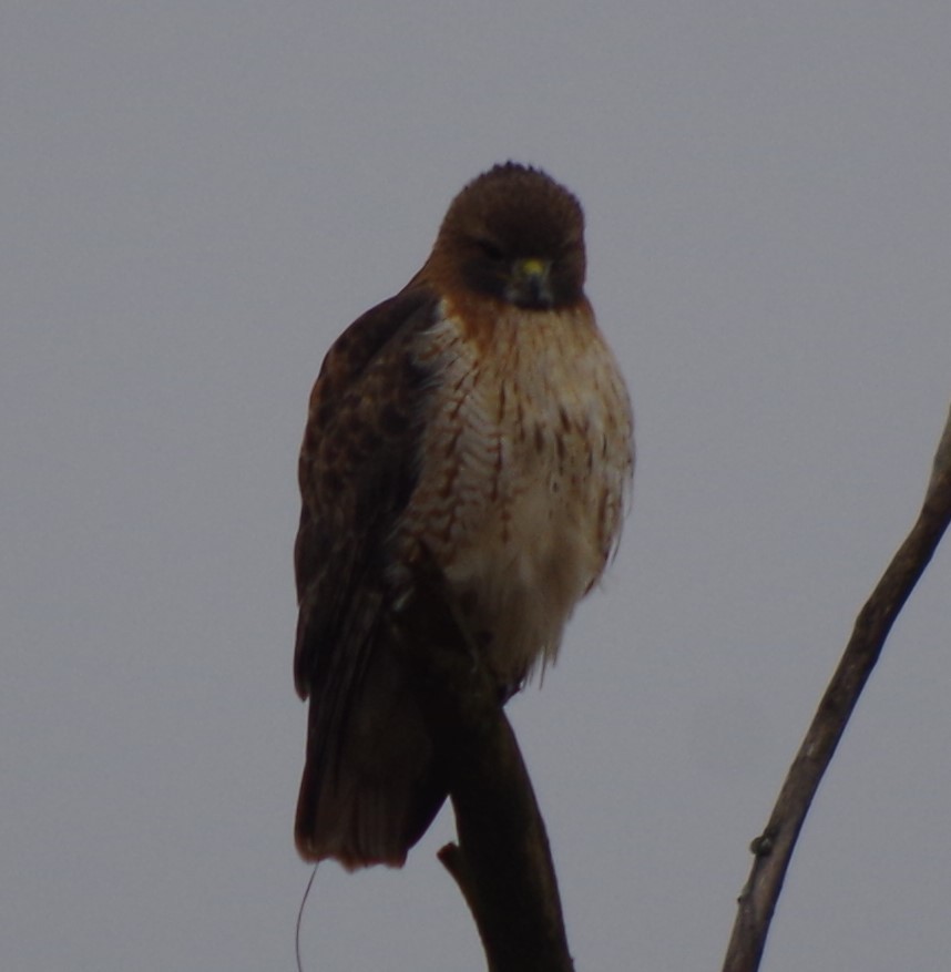 Red-tailed Hawk - ML611802884