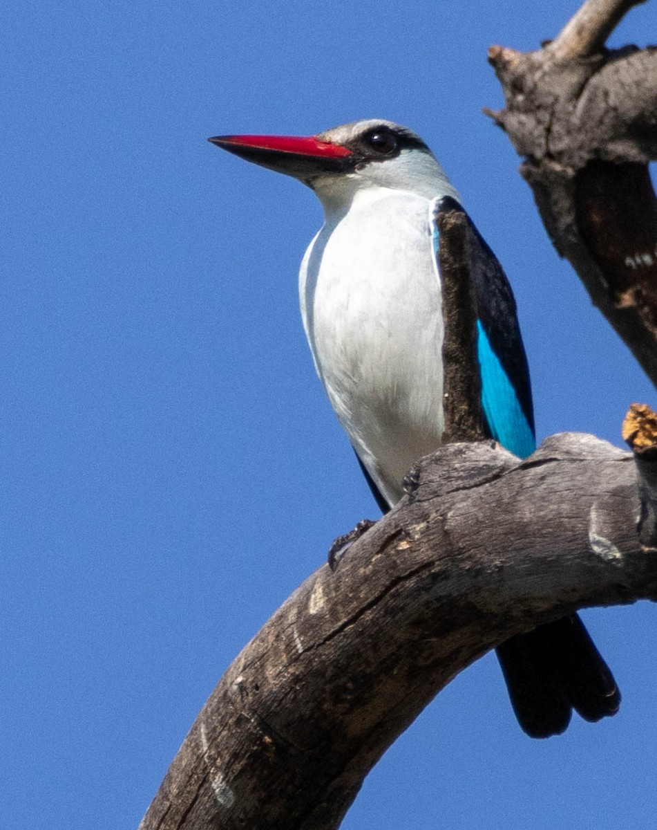 Woodland Kingfisher - ML611802931