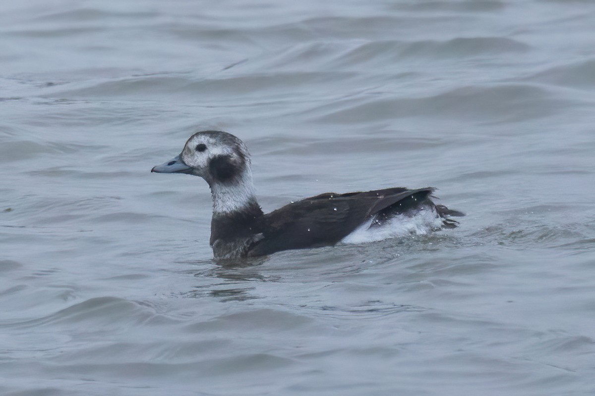 Long-tailed Duck - ML611802952