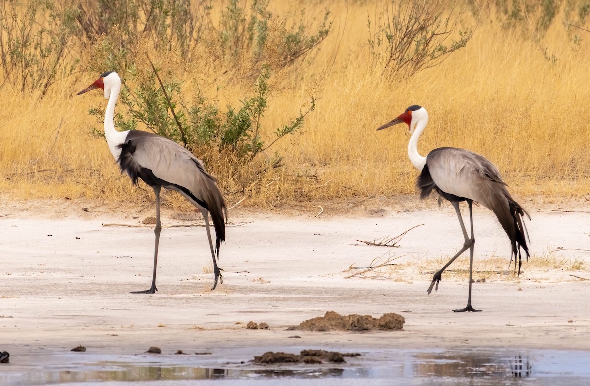 Wattled Crane - Mark Abdy