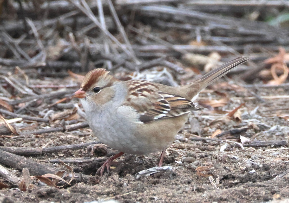 White-crowned Sparrow - ML611803014