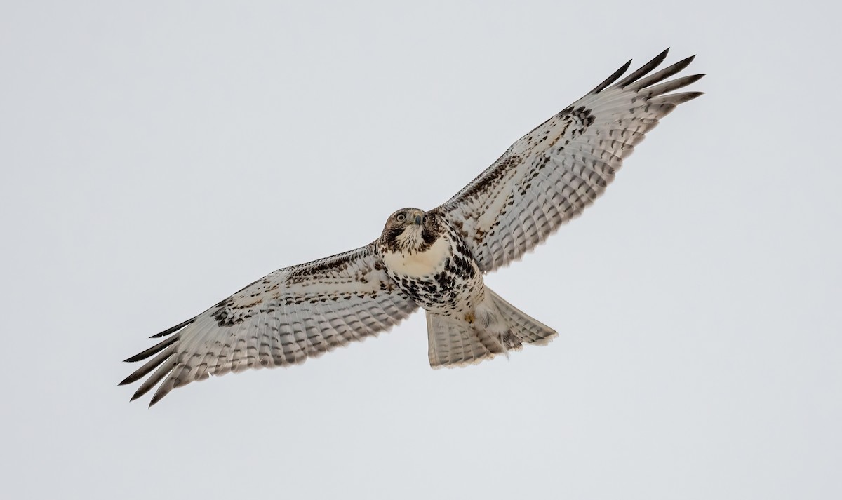 Red-tailed Hawk - ML611803023