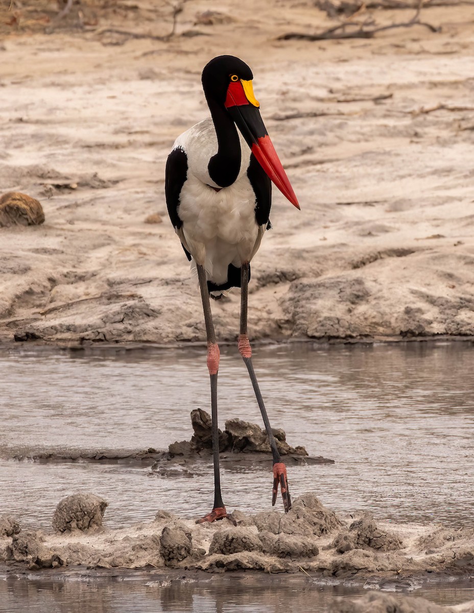 Saddle-billed Stork - ML611803051